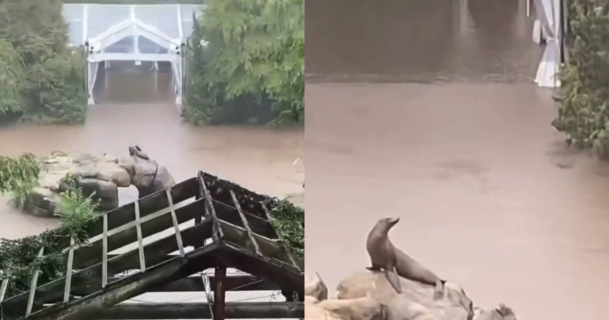 紐約淹大水!動物園海獅趁亂逃脫 園區閒晃一圈後「乖乖回家」
